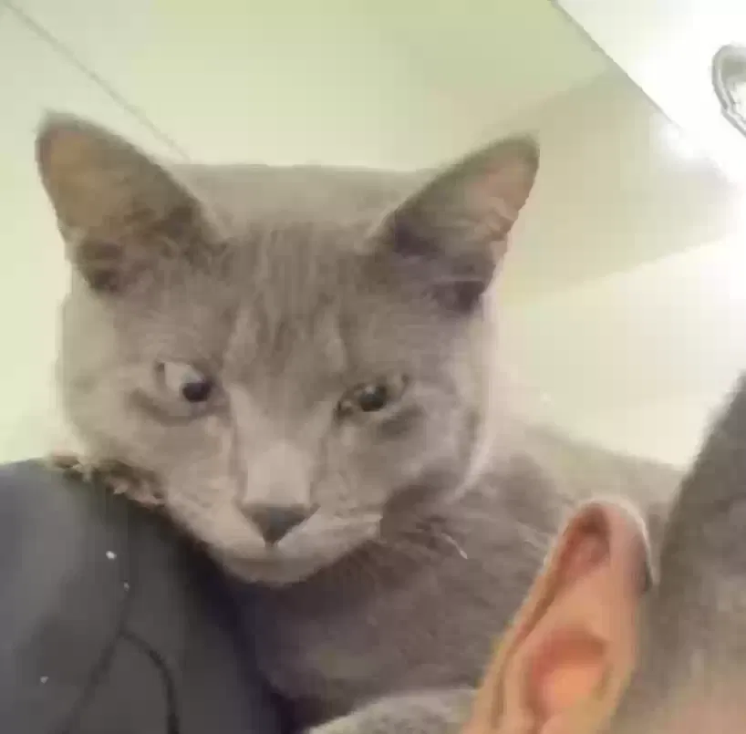 Lost cat in Tallahassee, FL, 32308