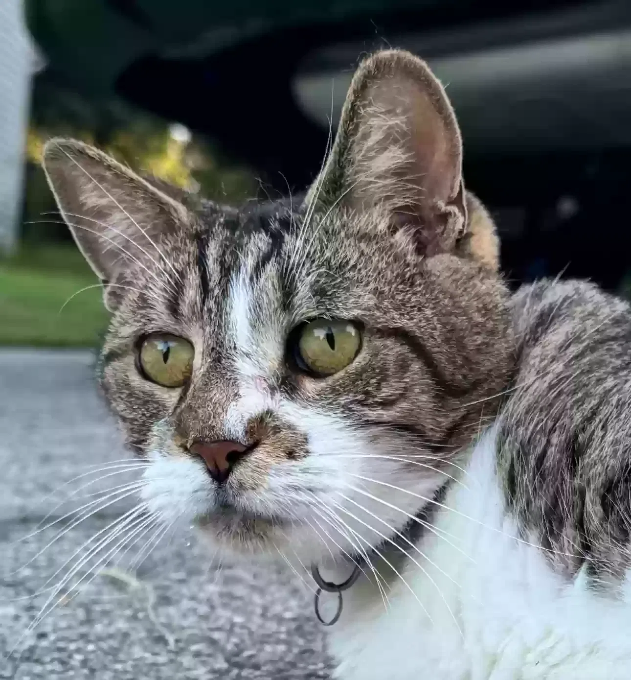 Lost cat in Dacula, GA, 30019