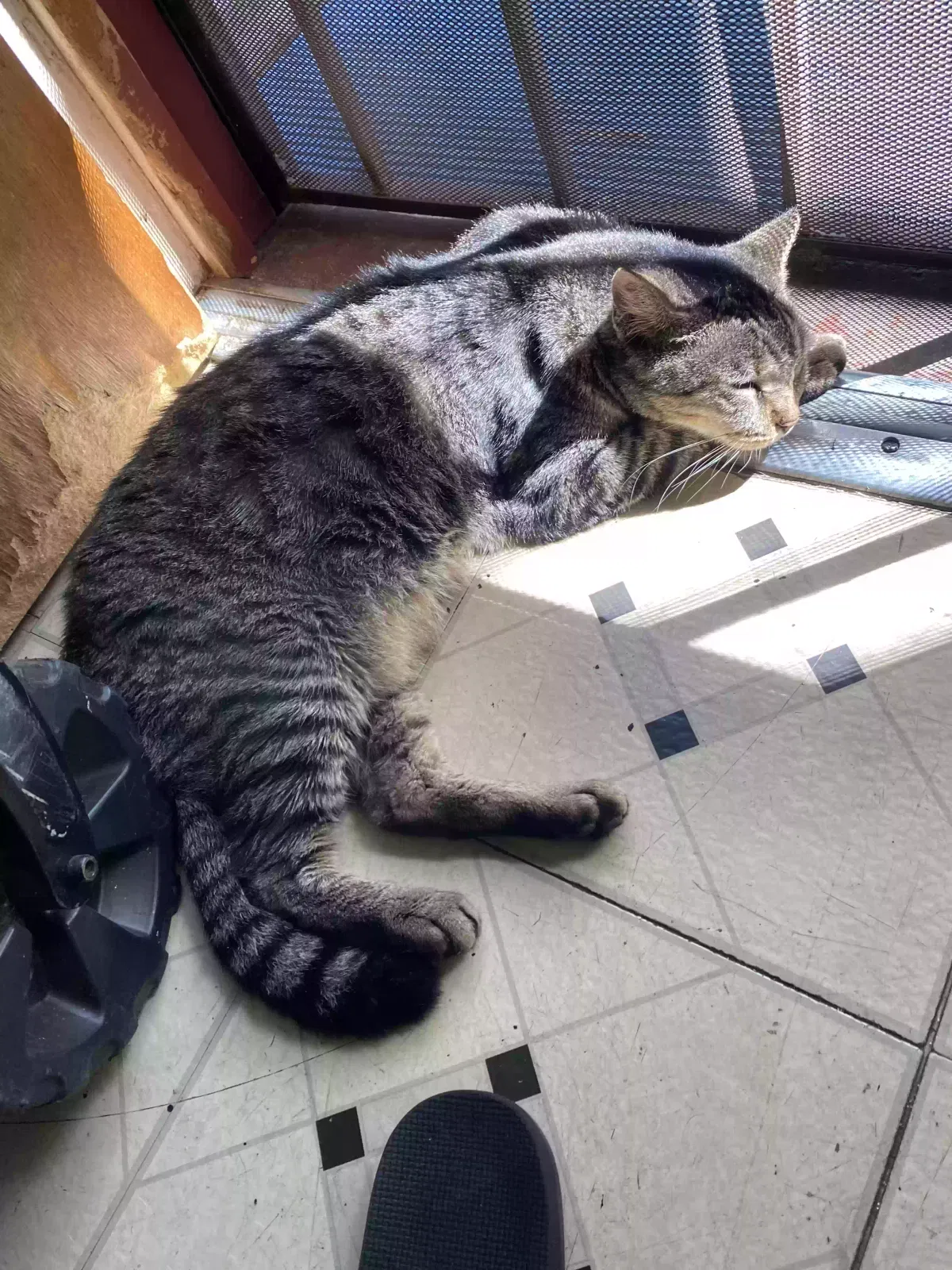 Lost cat in Waipahu, HI, 96797