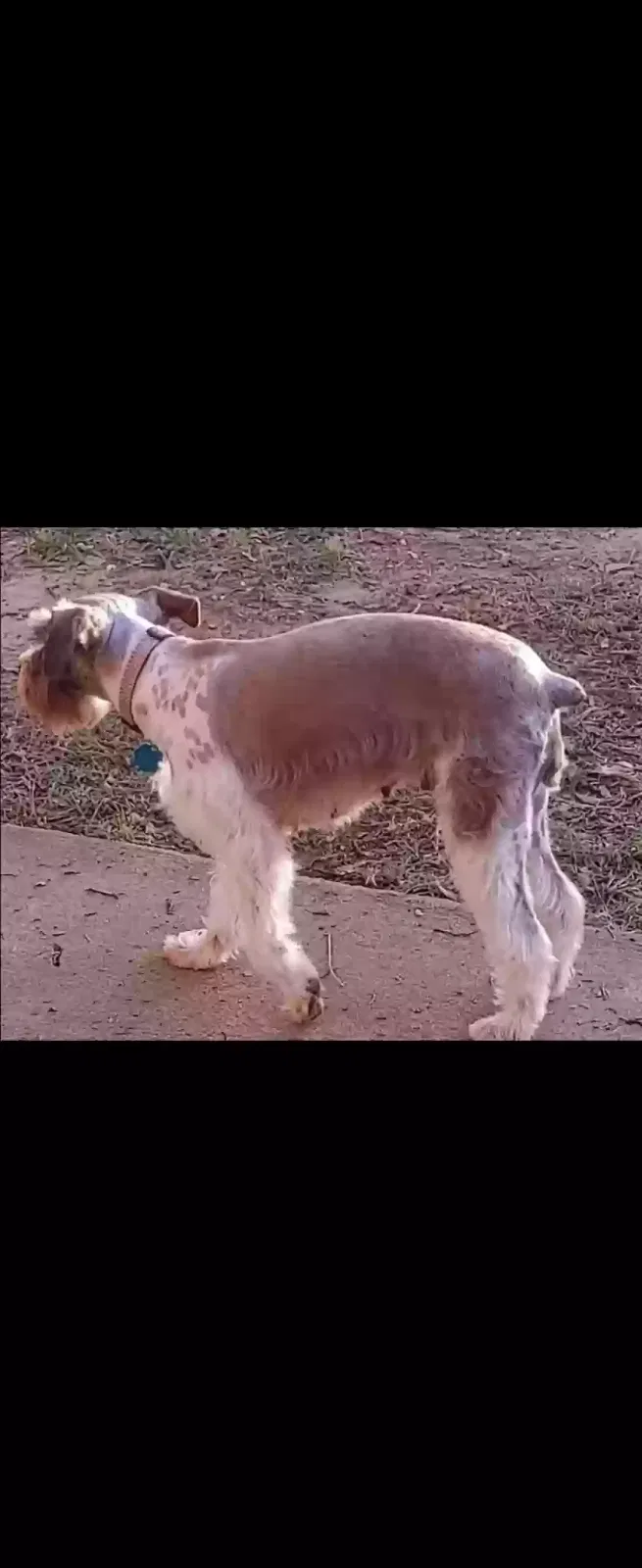Lost dog in Theodore, AL, 36582