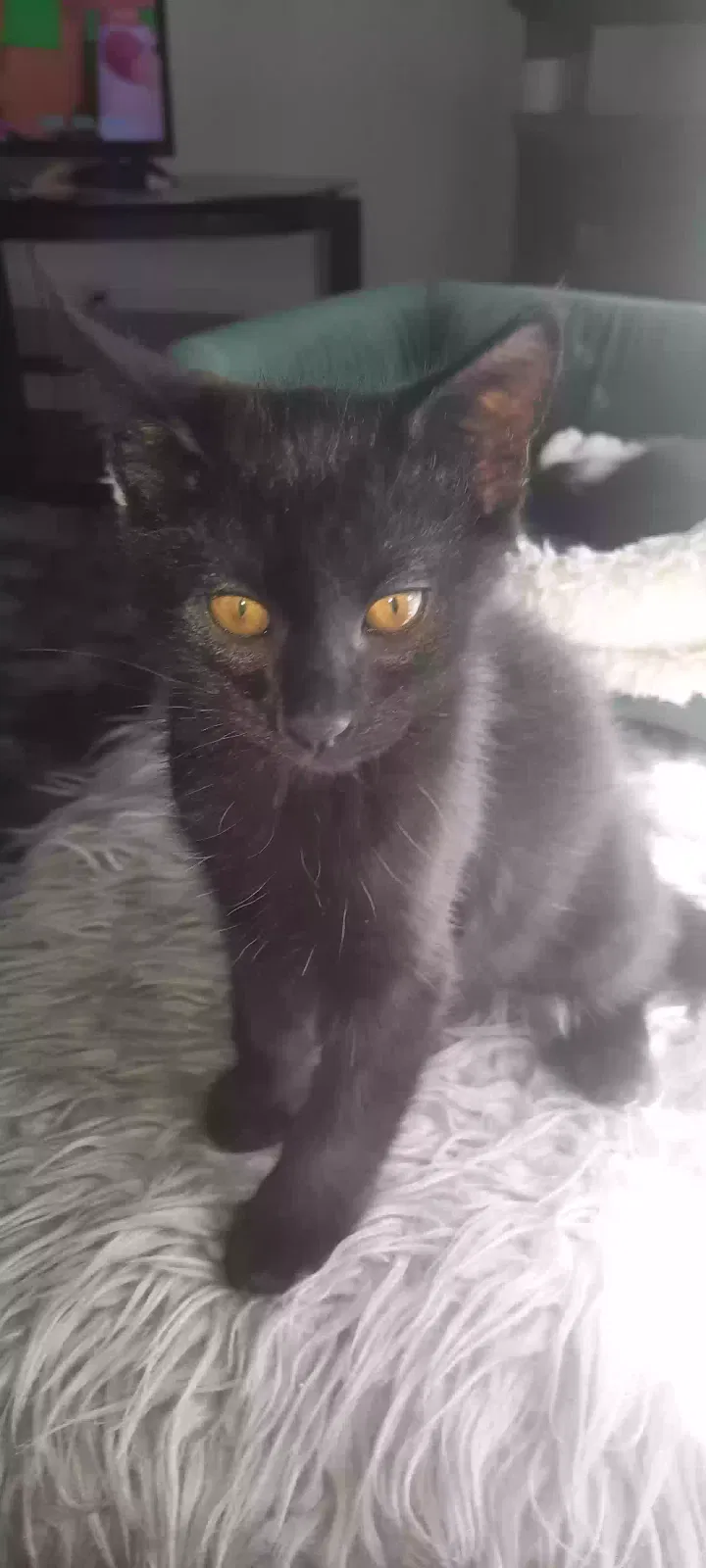 Lost cat in Pompano Beach, FL, 33063