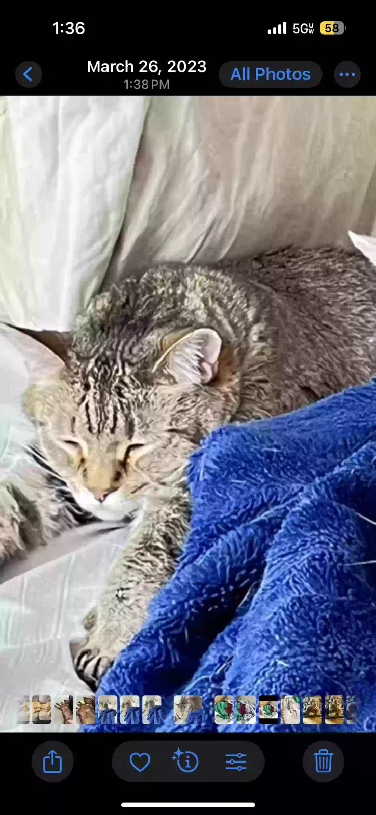 Lost cat in Lakeville, MN, 55044