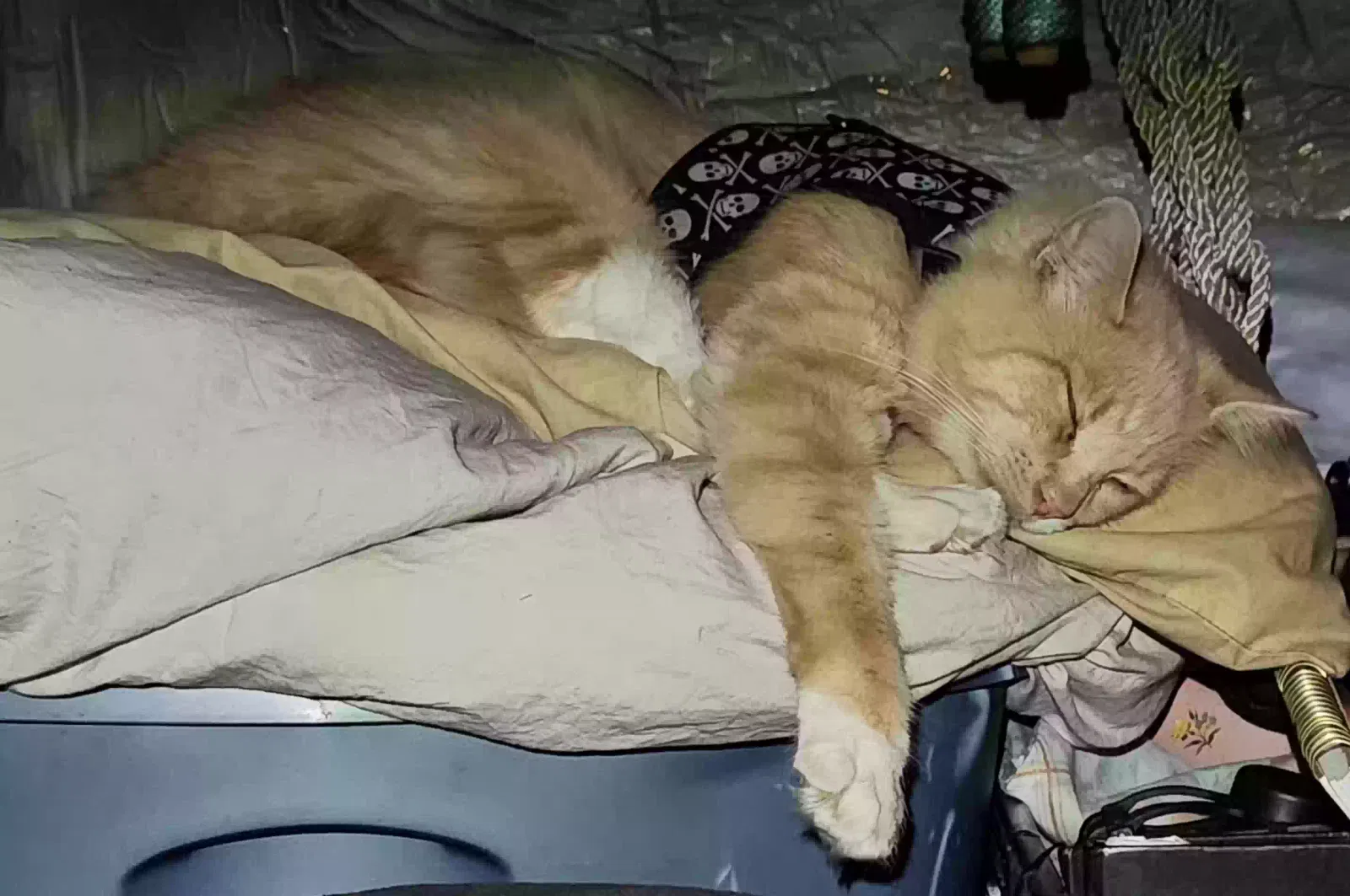 Lost cat in Salem, OR, 97301