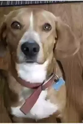 Lost dog in Byron, MI, 48418