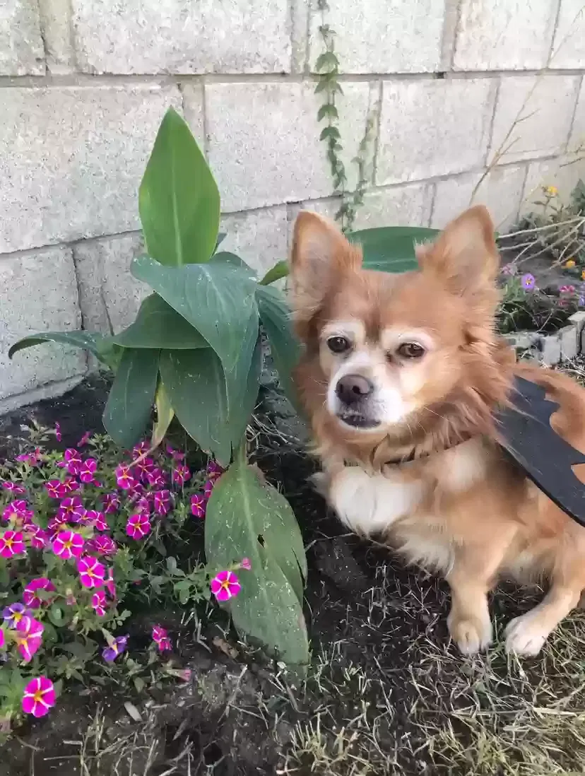 Lost dog in Cathedral City, CA, 92234