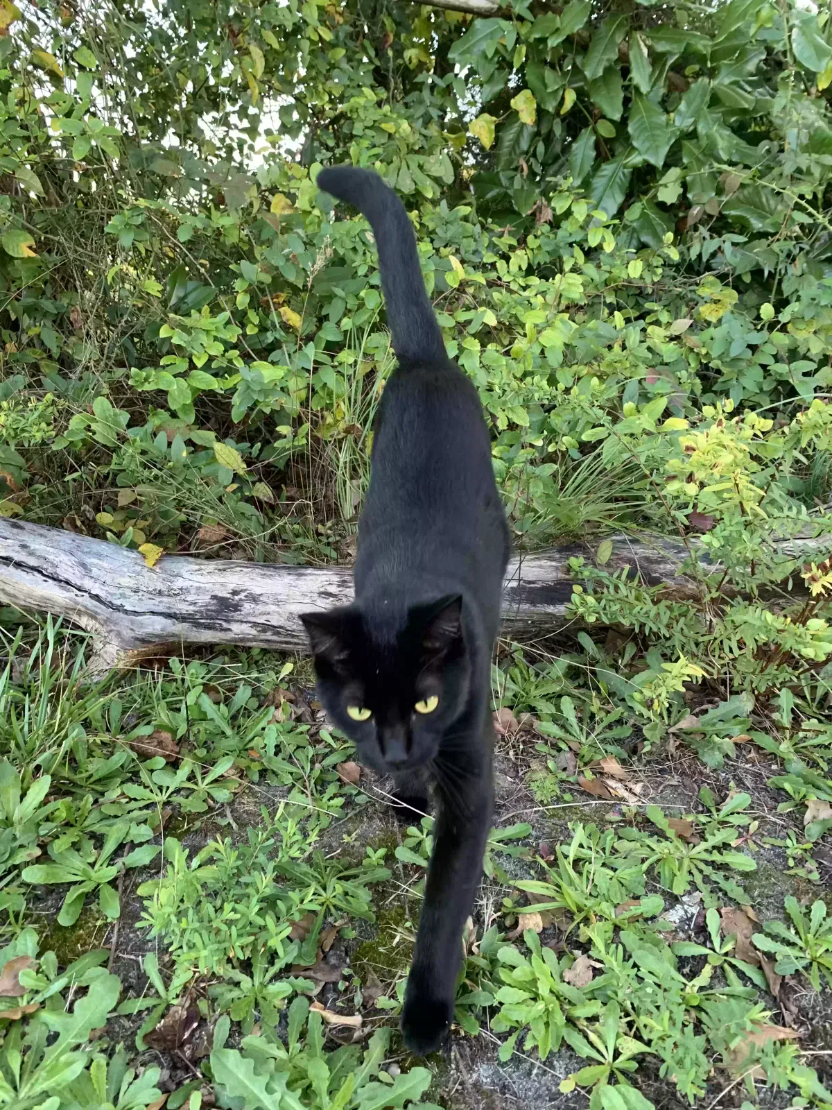 Lost cat in Fayetteville, NC, 28306