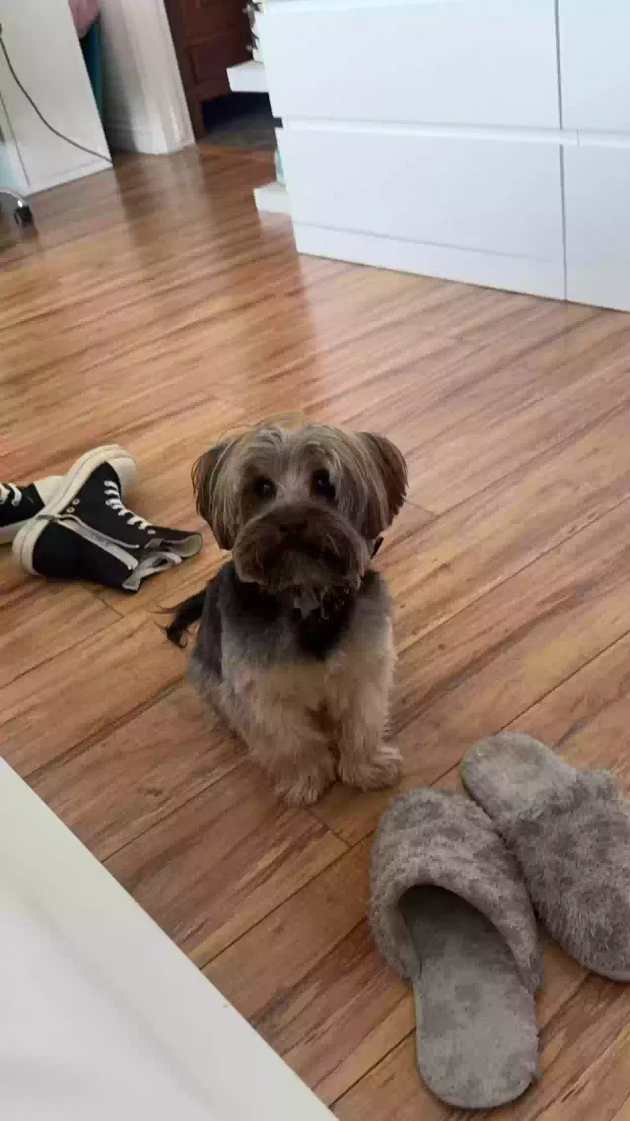 Lost dog in Woodland Hills, CA, 91367