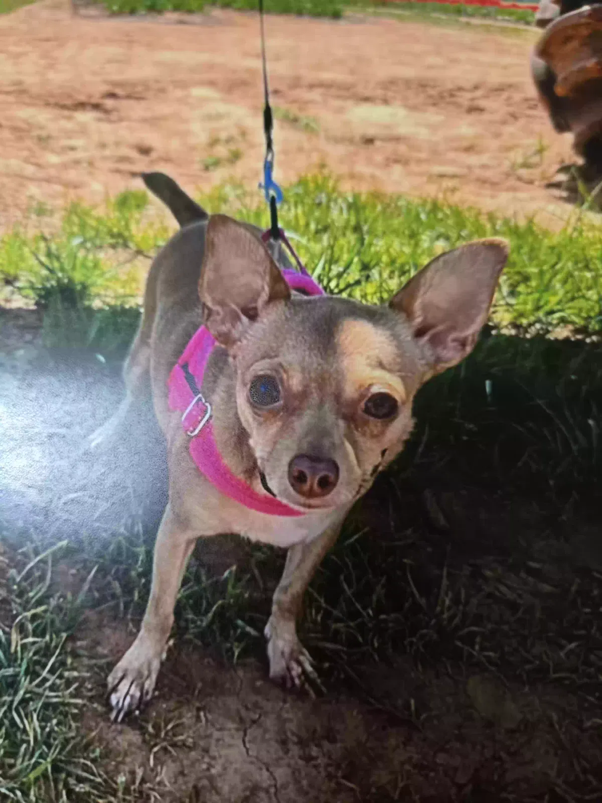 Lost dog in Madison, AL, 35758