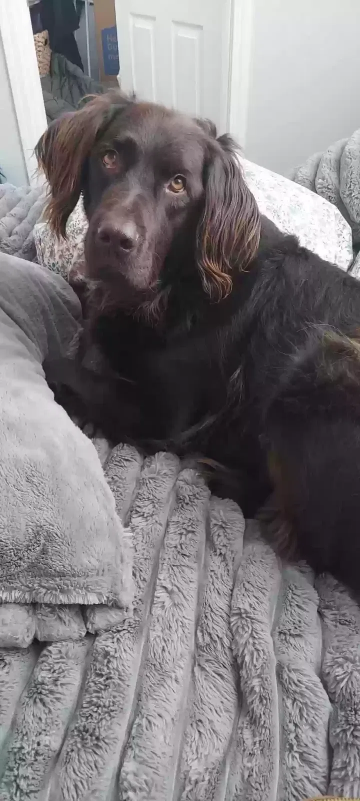Lost dog in Boise, ID, 83709