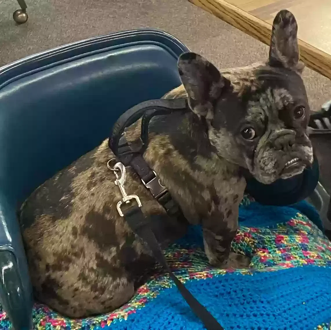 Lost dog in Seattle, WA, 98198