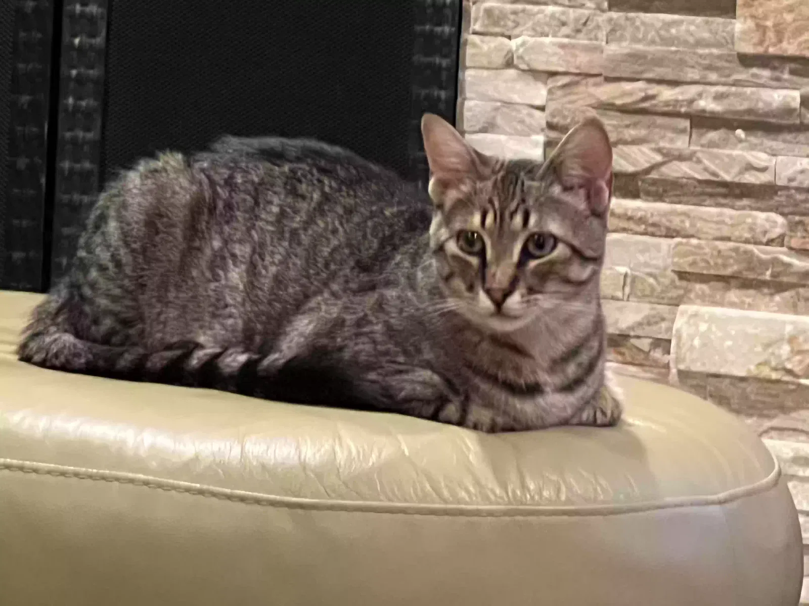 Lost cat in Santa Ana, CA, 92705