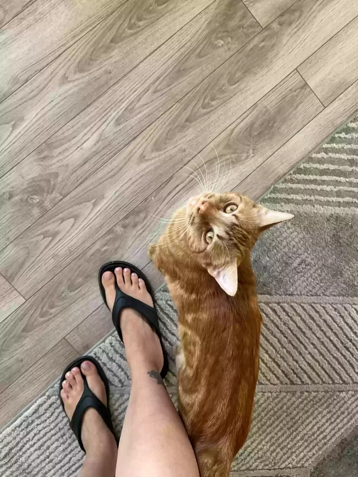 Lost cat in Maricopa, AZ, 85138