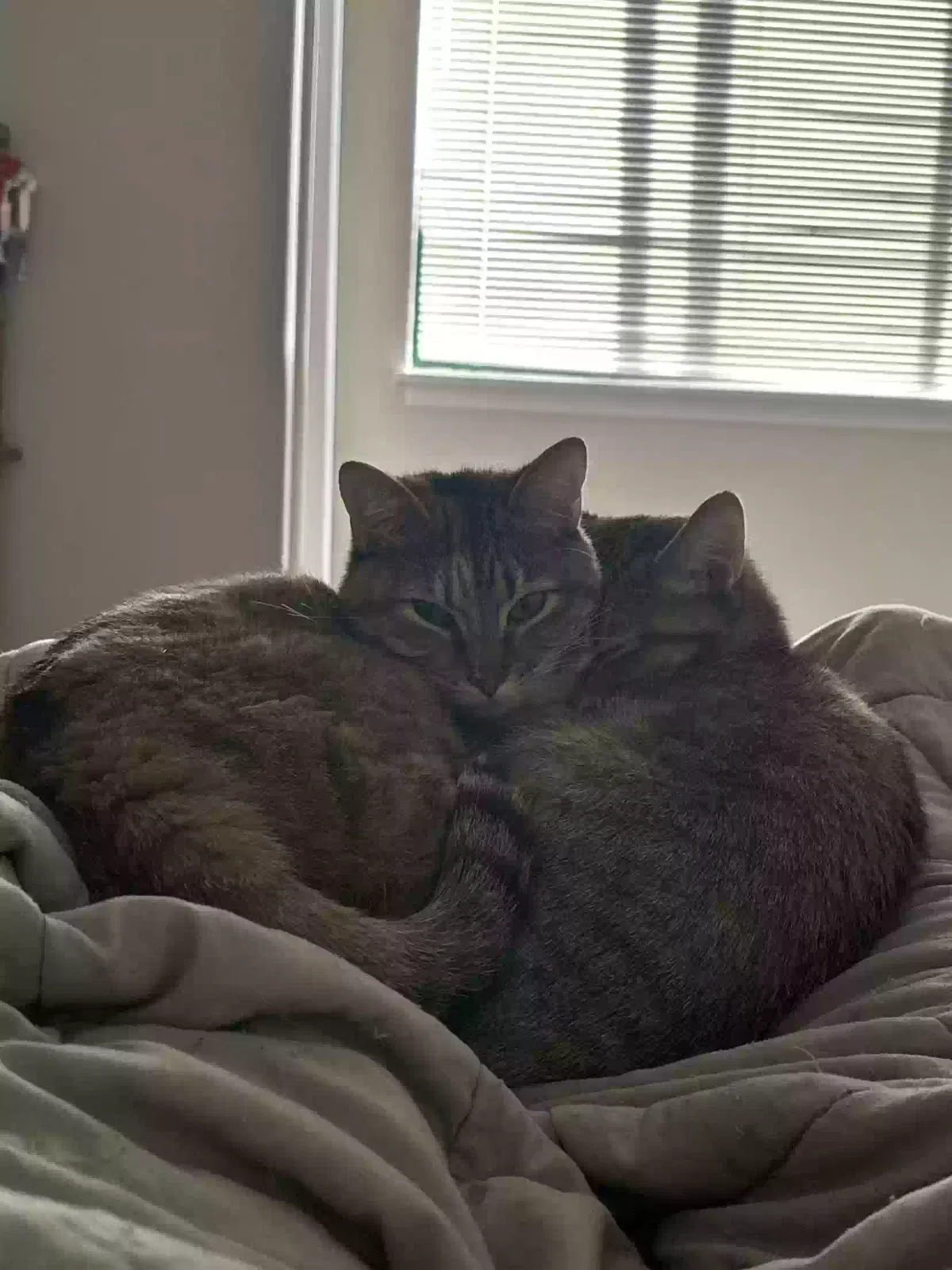 Lost cat in Springfield, MO, 65802