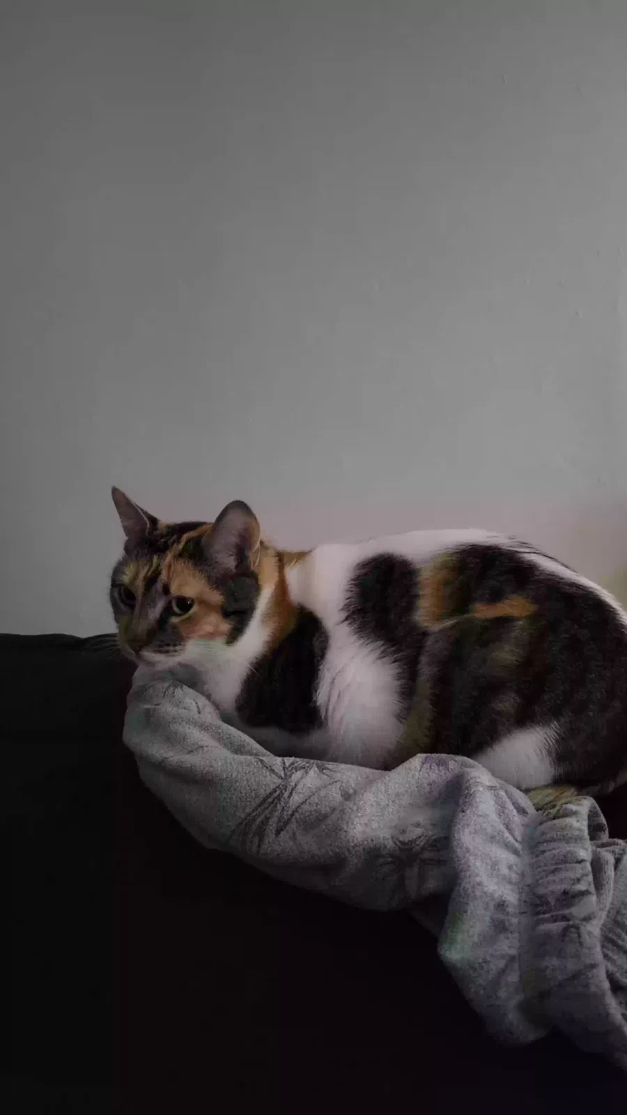 Lost cat in Lake Dallas, TX, 75065