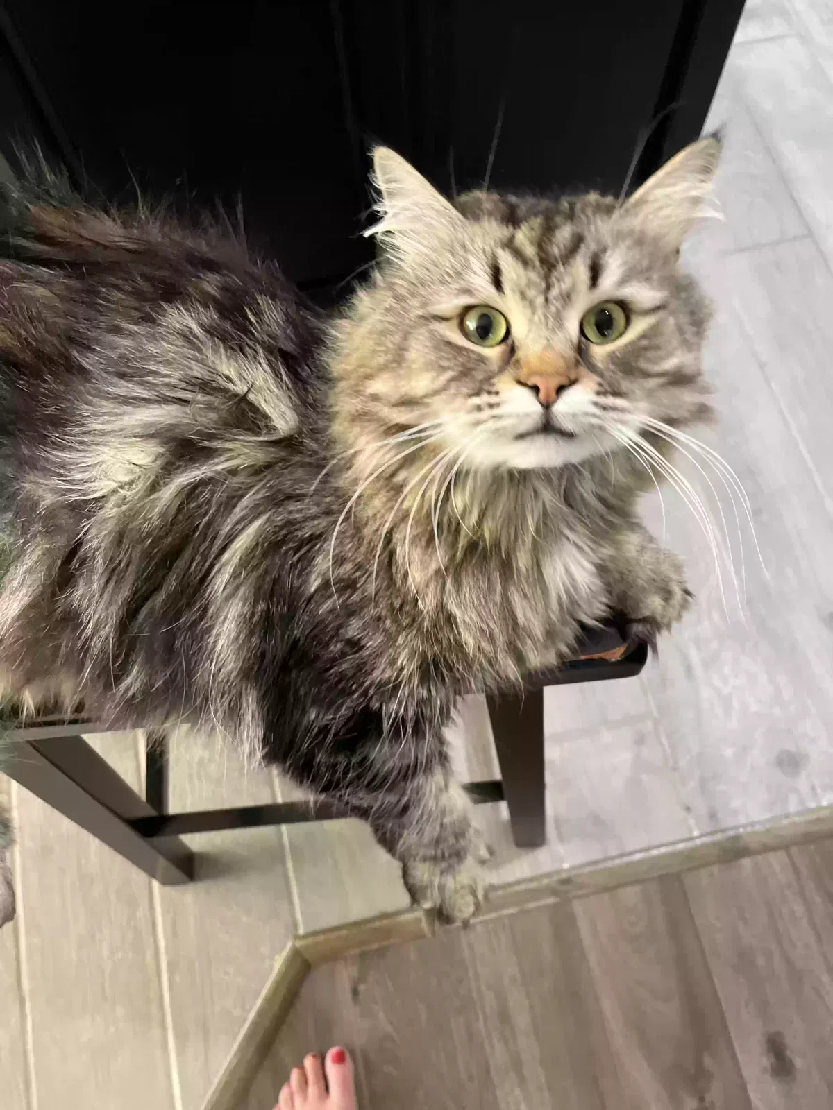 Lost cat in Conroe, TX, 77304