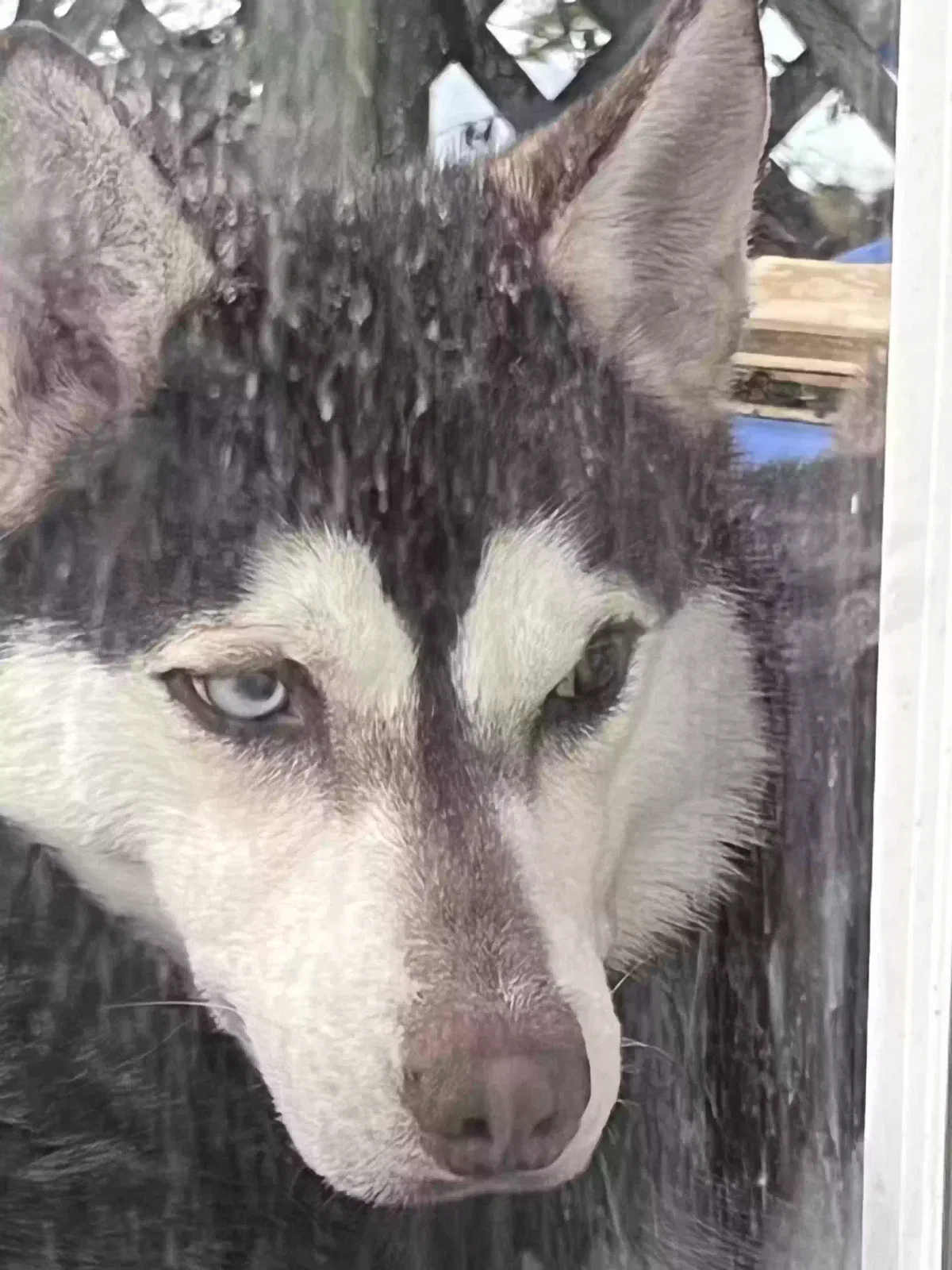 Lost dog in Sherwood, AR, 72120