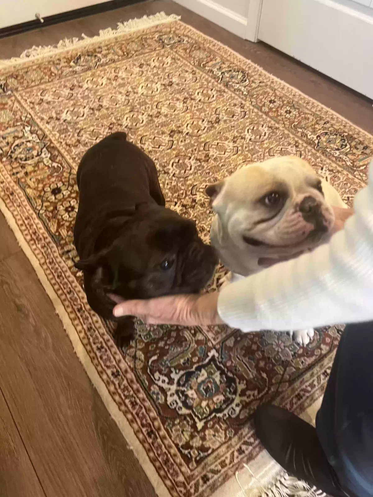 Found dog in Redding, CA, 96001