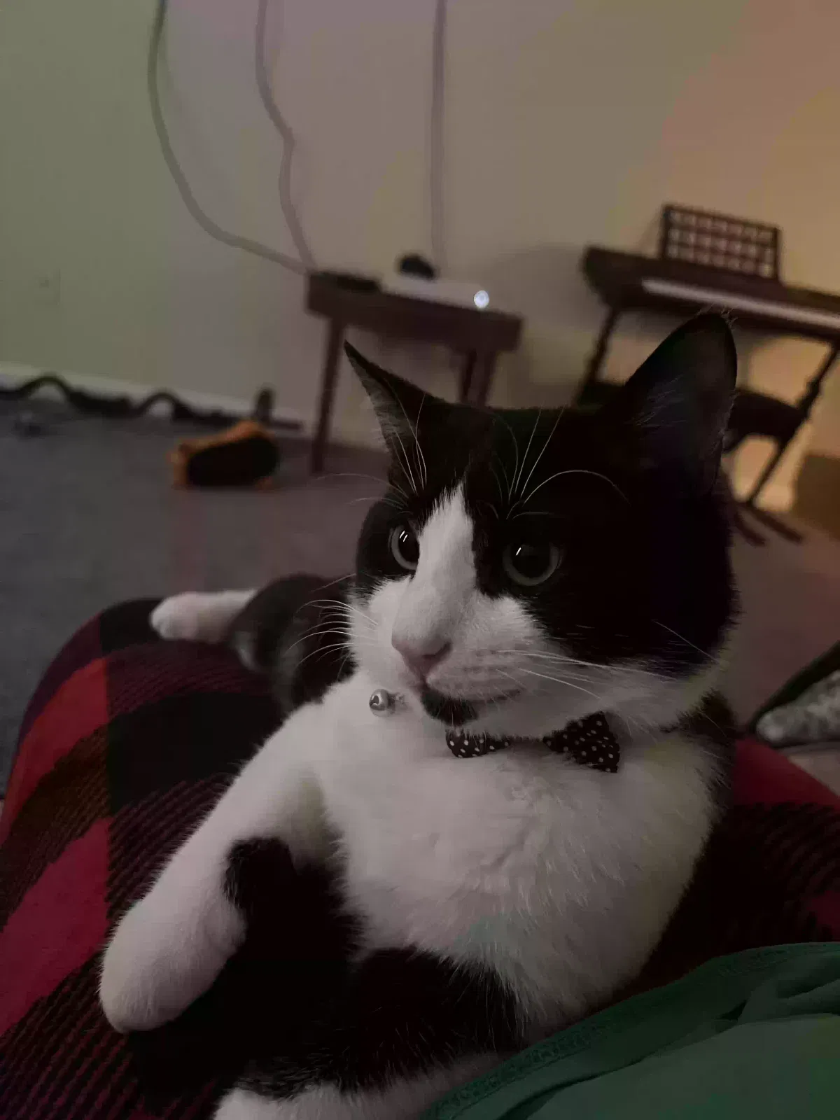 Lost cat in Greensboro, NC, 27407