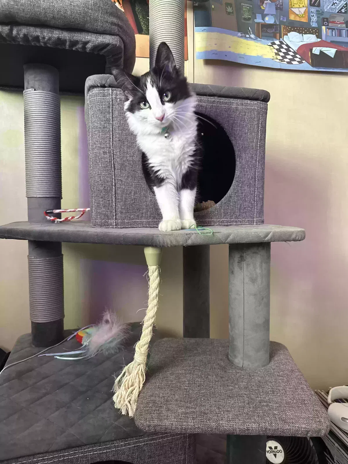 Lost cat in Albuquerque, NM, 87106