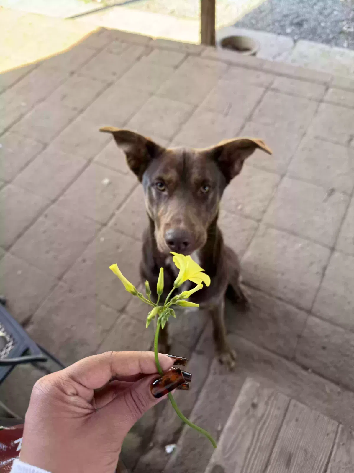Lost dog in Fresno, CA, 93704