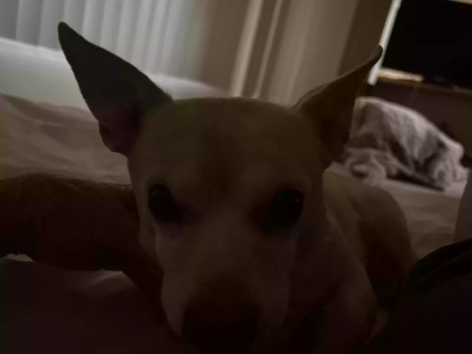 Found dog in Mesa, AZ, 85202