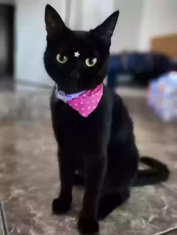 Lost cat in Oceanside, CA, 92056