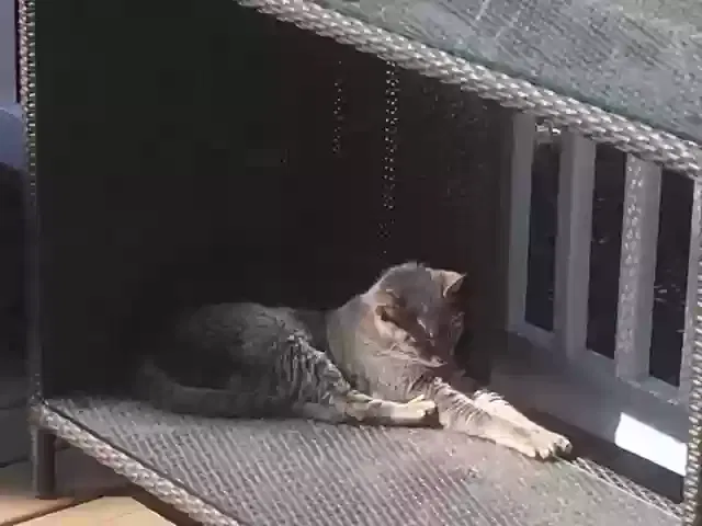 Found cat in Rumson, NJ, 7760