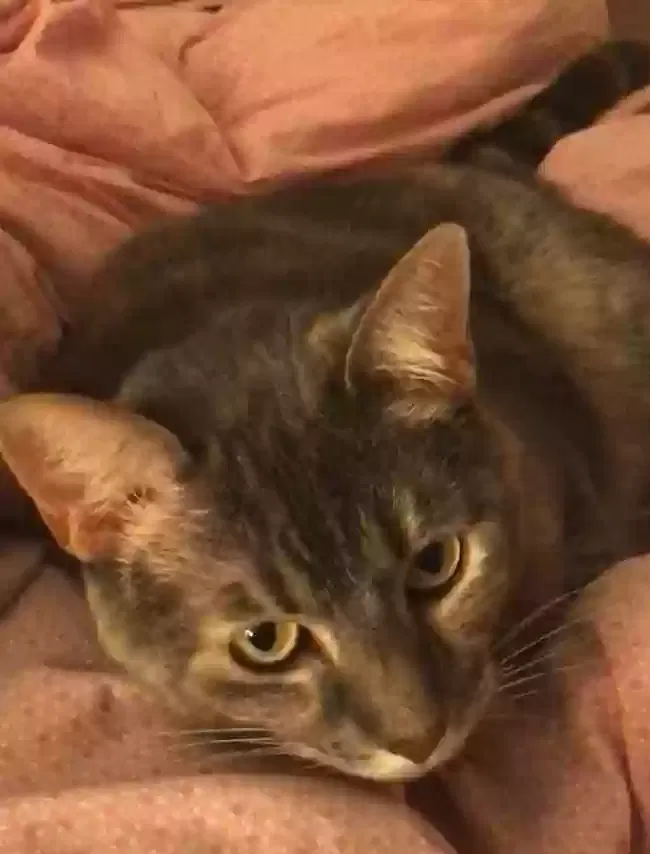 Lost cat in Irvine, CA, 92612
