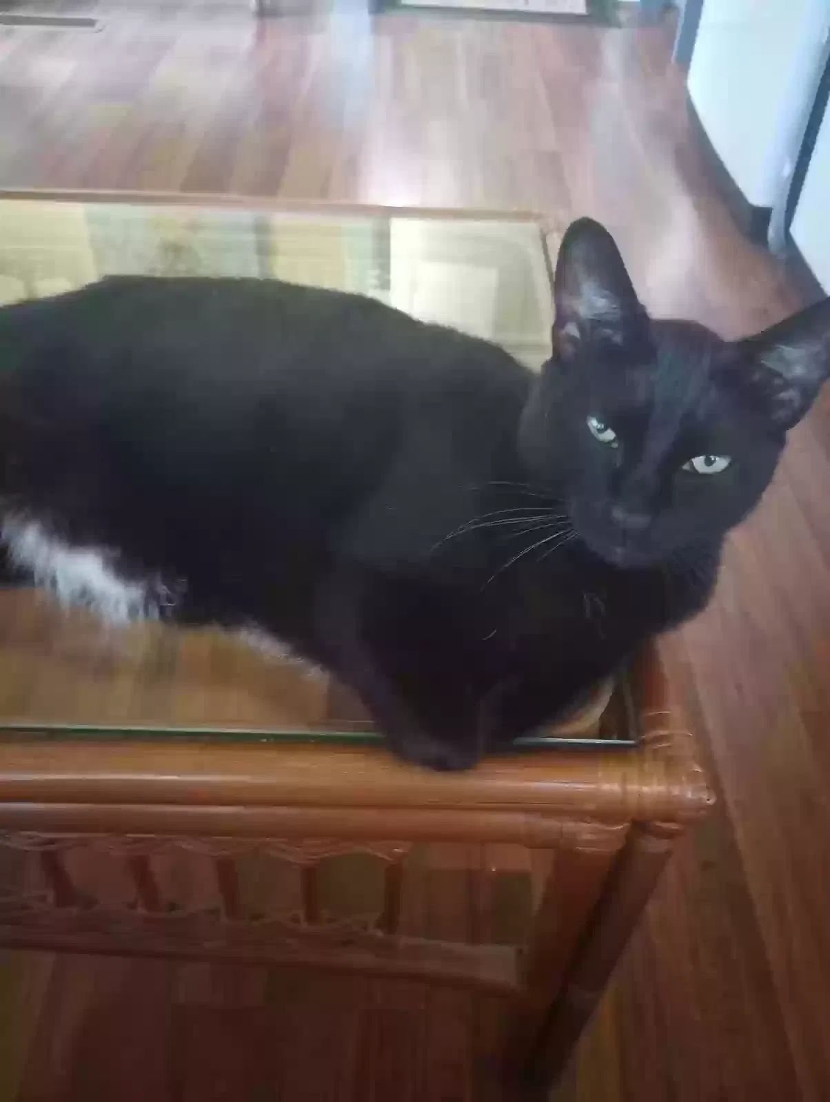 Lost cat in Suffolk, VA, 23437