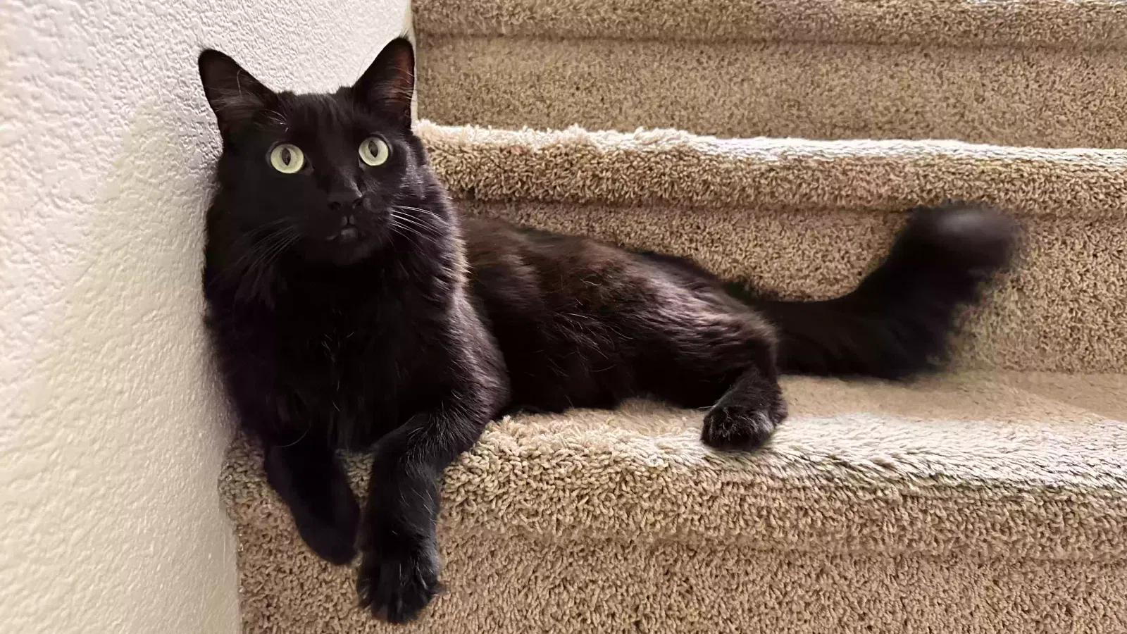 Lost cat in Las Vegas, NV, 89139