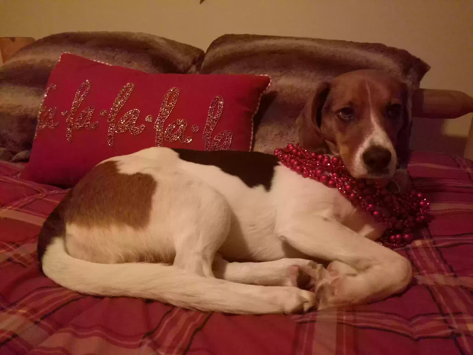 Lost dog in Dexter, MI, 48130