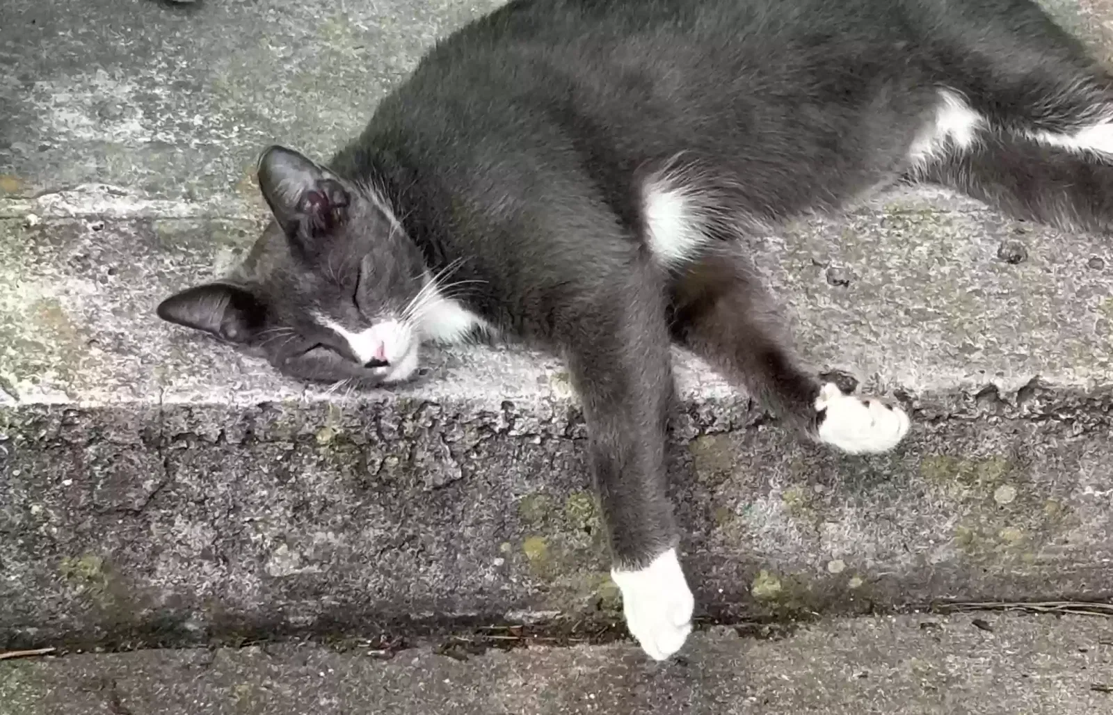 Lost cat in Youngsville, LA, 70592