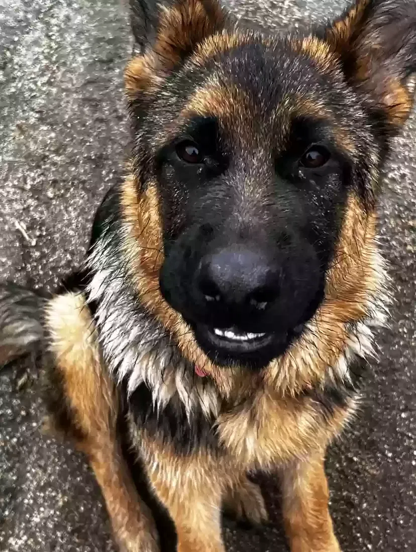 Lost dog in Riverside, CA, 92504