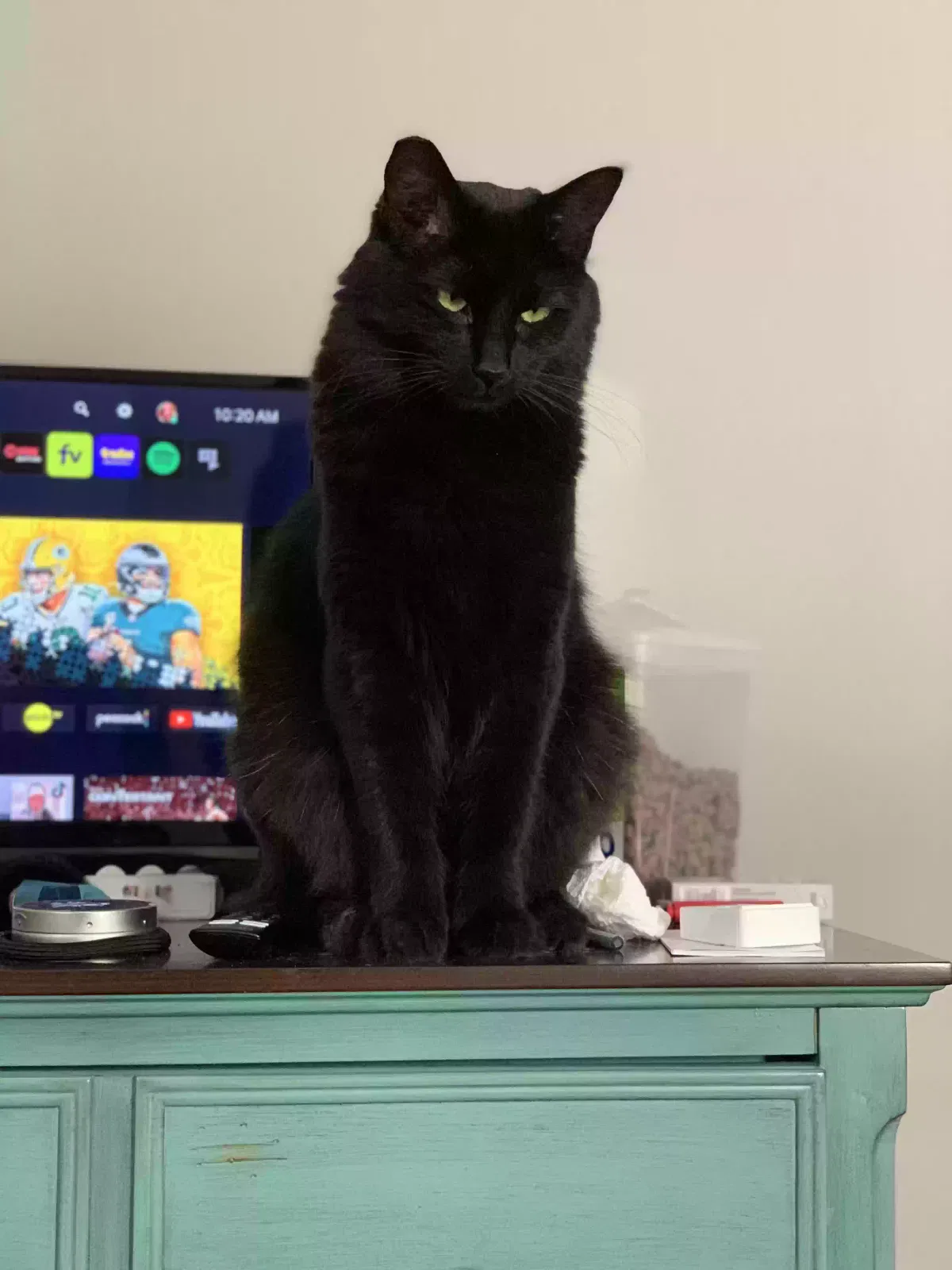 Lost cat in Rockford, IL, 61107