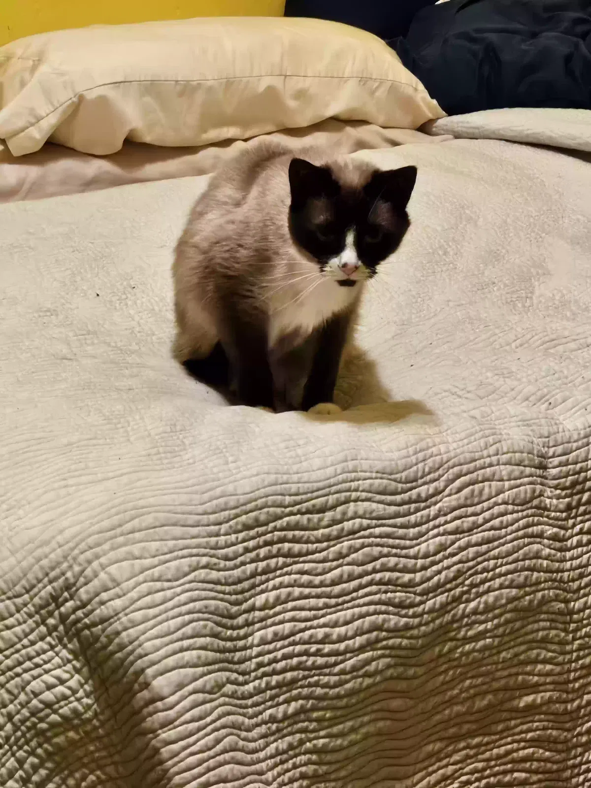 Missing Cat
