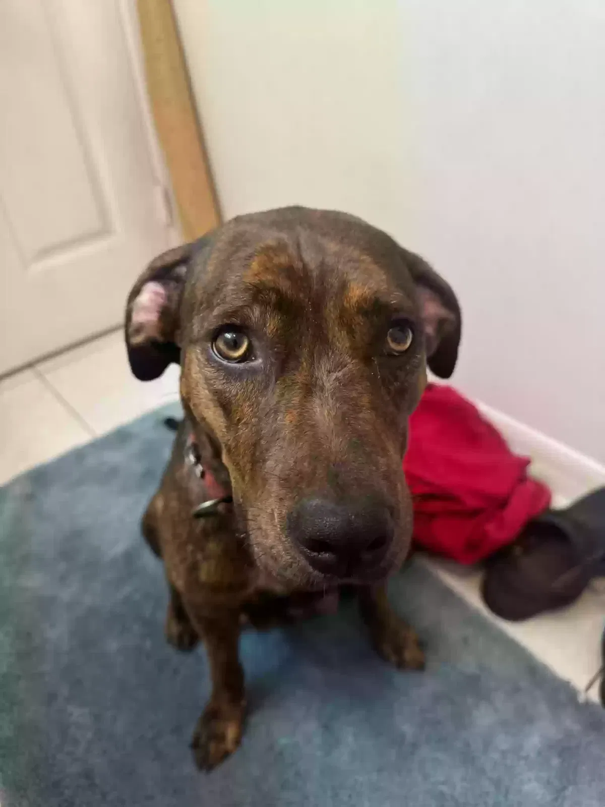 Lost dog in Port Saint Lucie, FL, 34953
