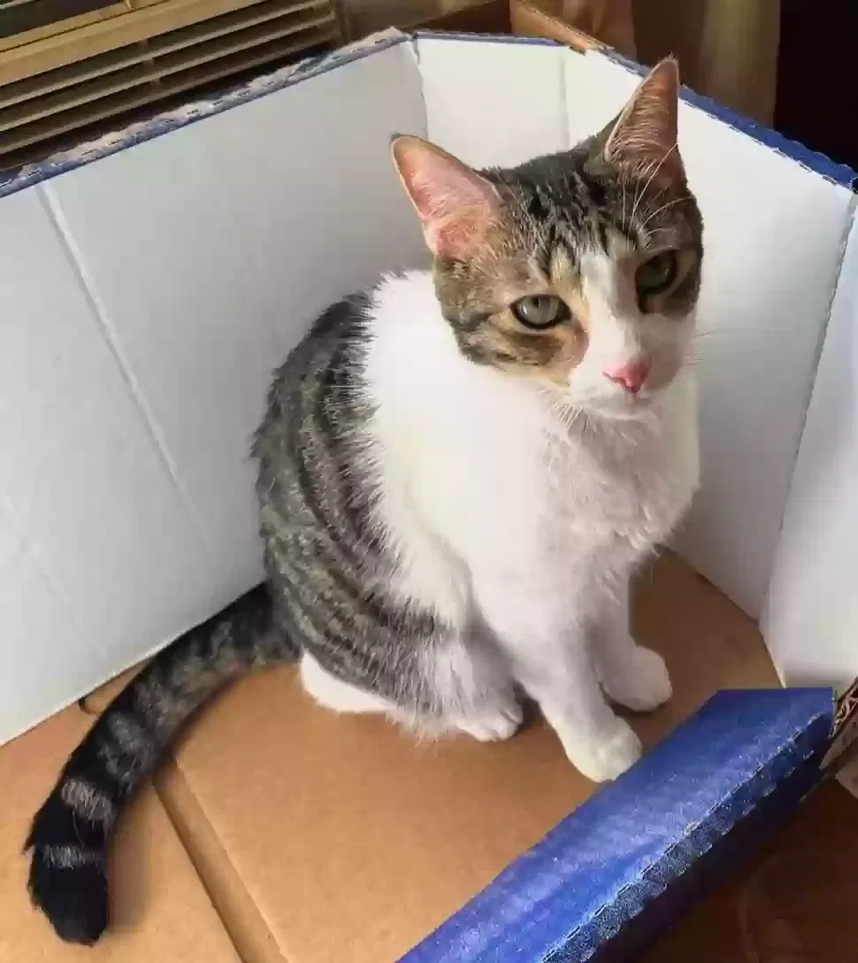 Lost cat in Charlotte, NC, 28262