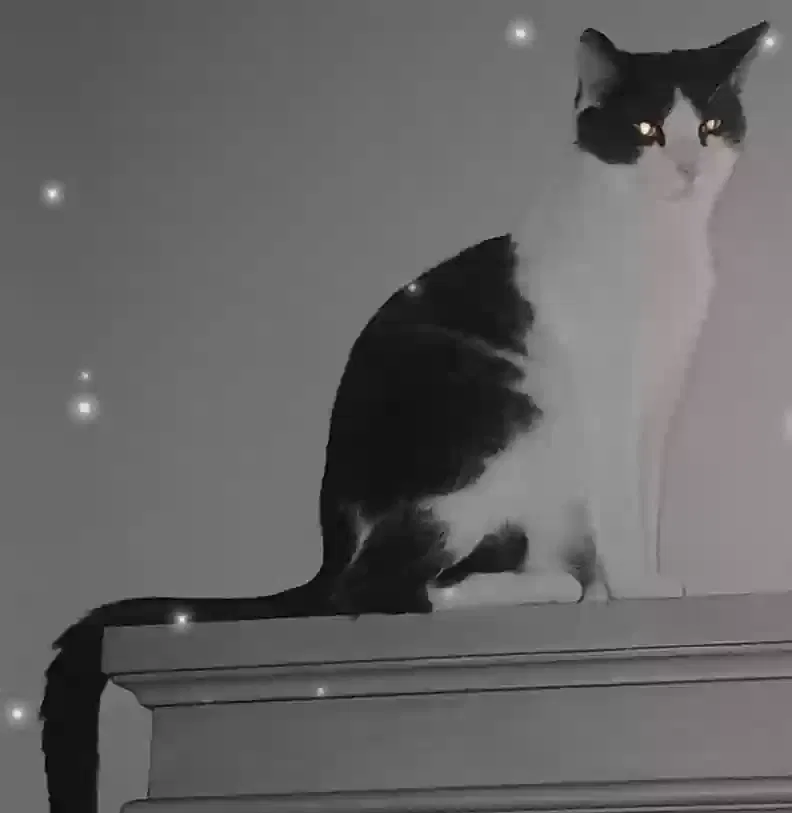 Lost cat in Memphis, TN, 38128