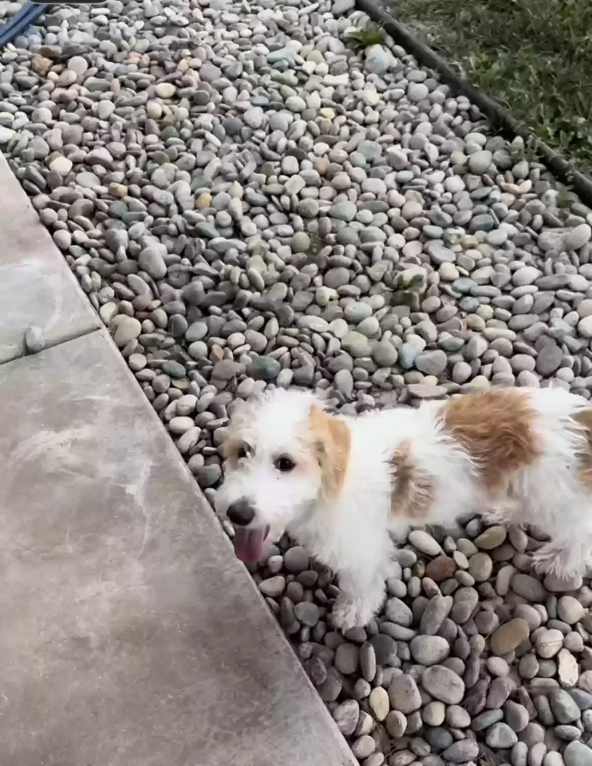 Lost dog in Lancaster, CA, 93534