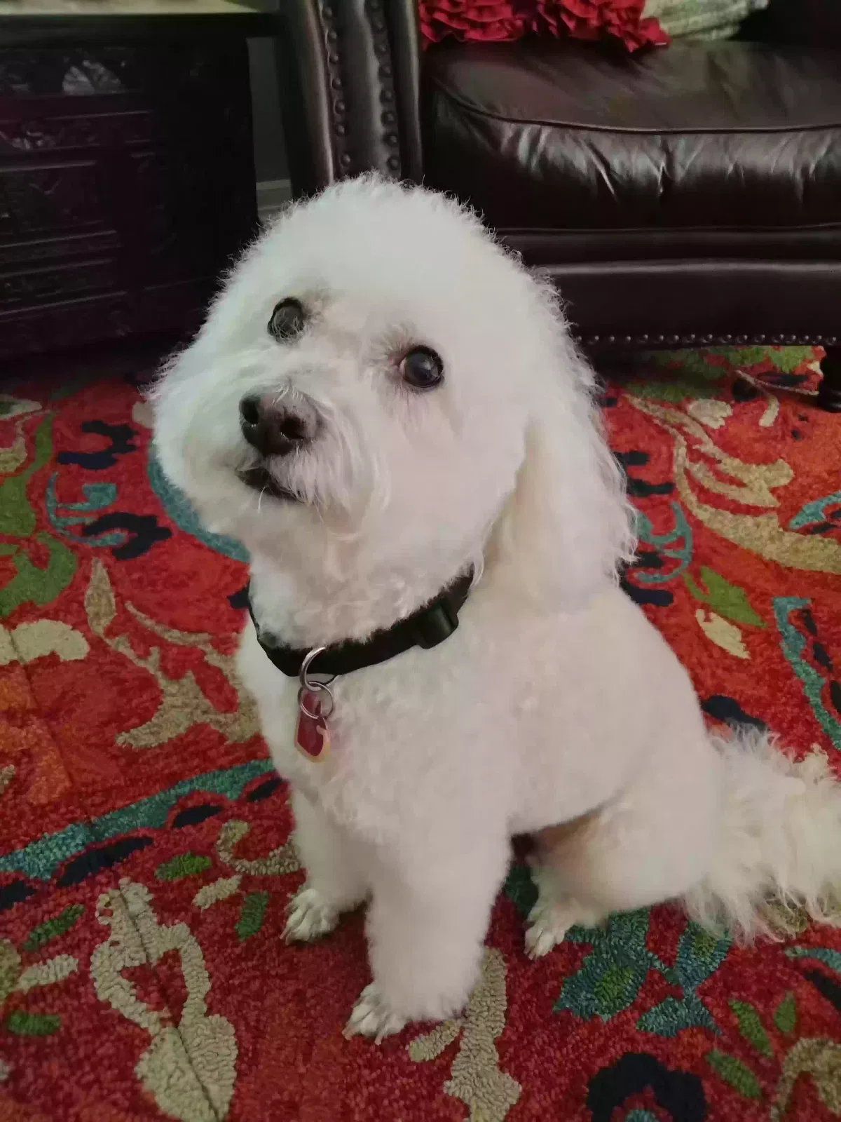 Lost dog in Humble, TX, 77346