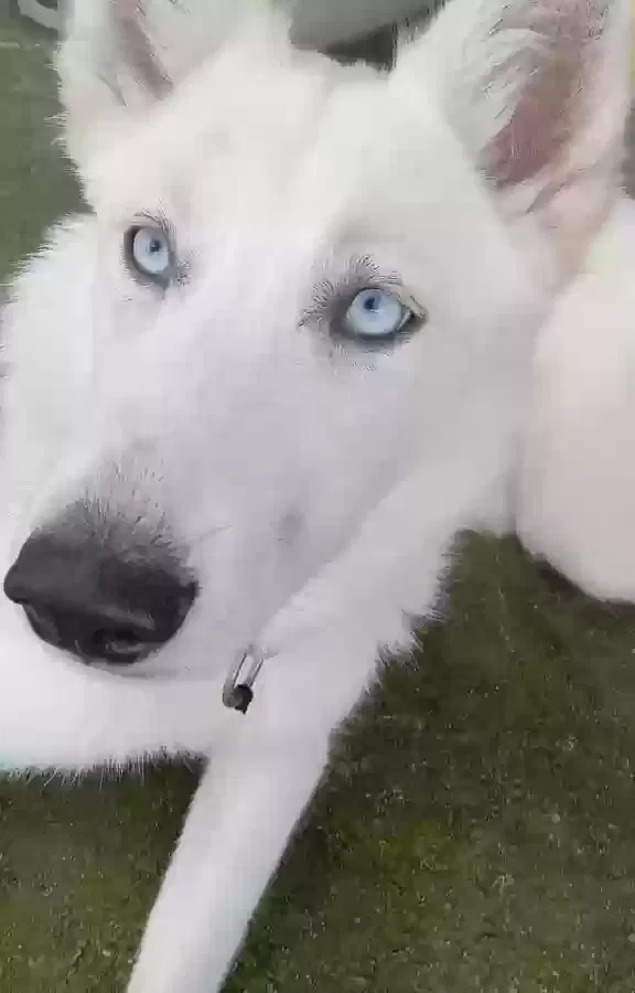 Lost dog in Statesville, NC, 28677