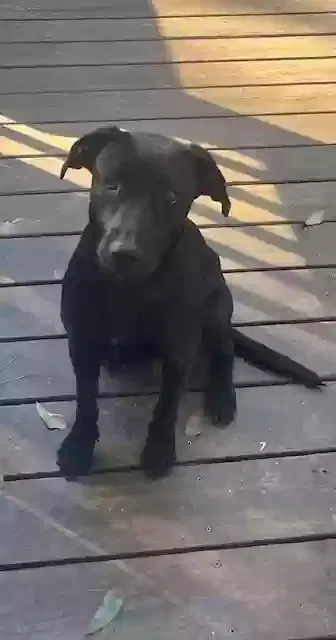 Found dog in Mcdonough, GA, 30252