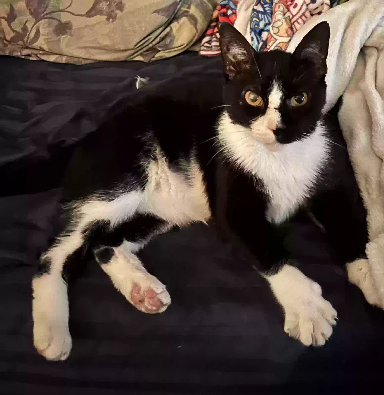 Lost cat in Wilmington, NC, 28403