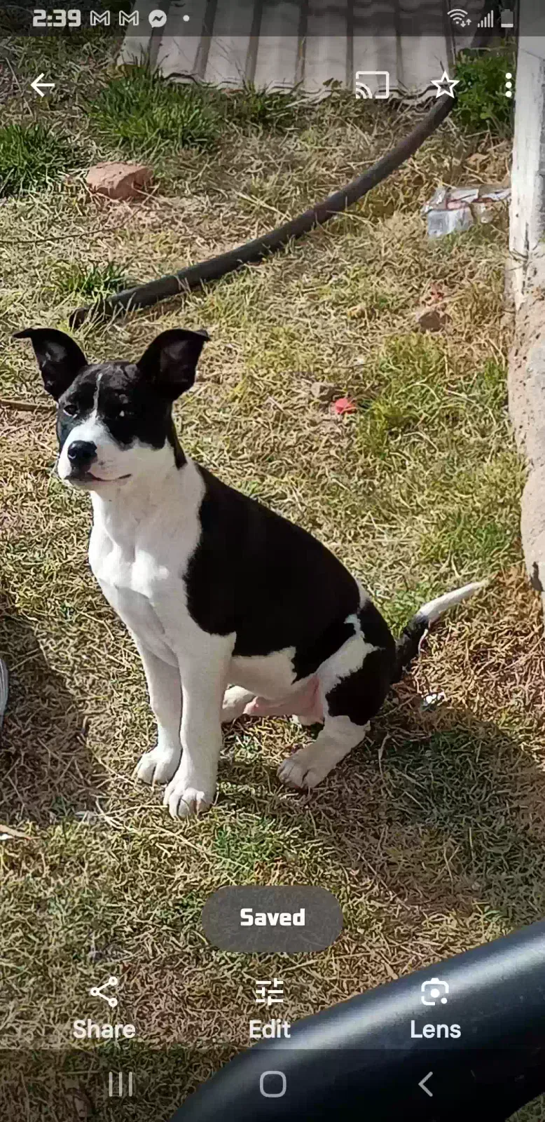 Lost dog in Boron, CA, 93516