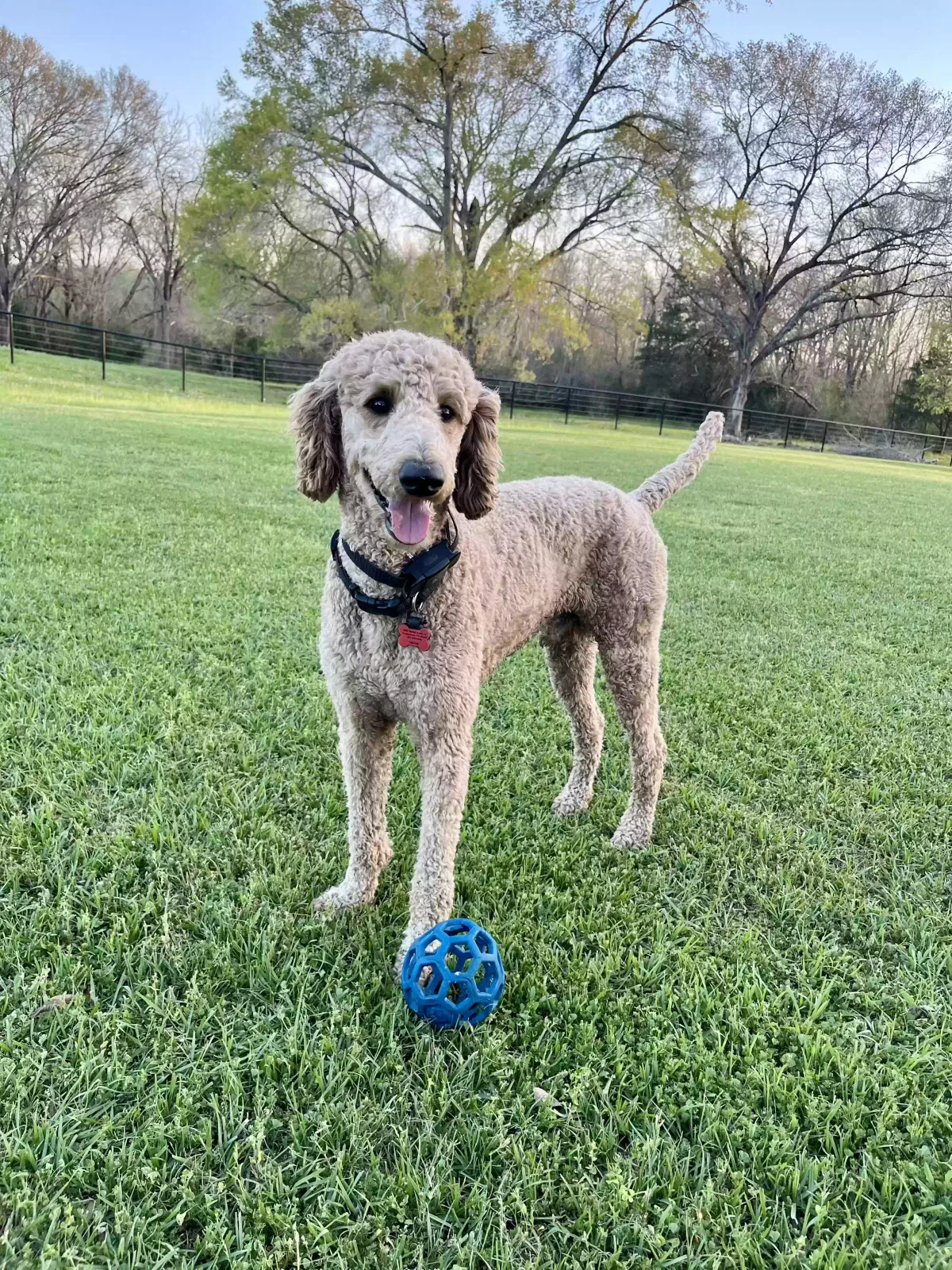 Lost dog in Chappell Hill, TX, 77426
