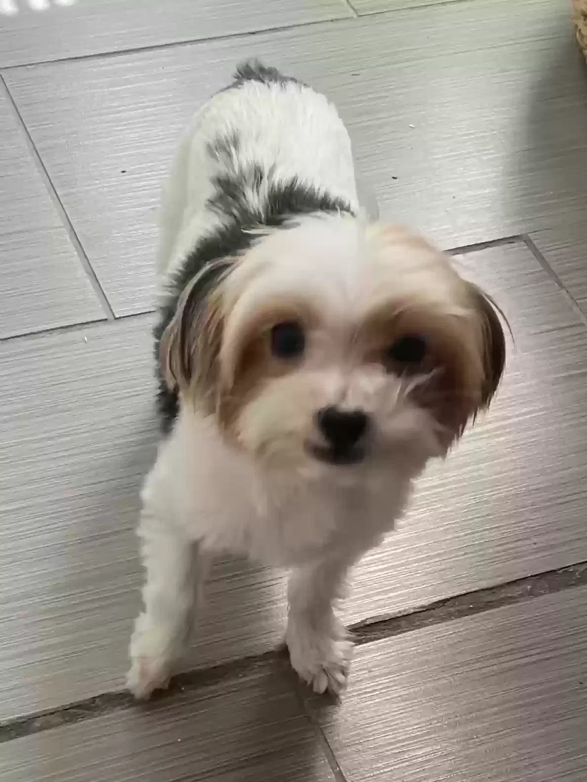 Lost dog in Tampa, FL, 33605