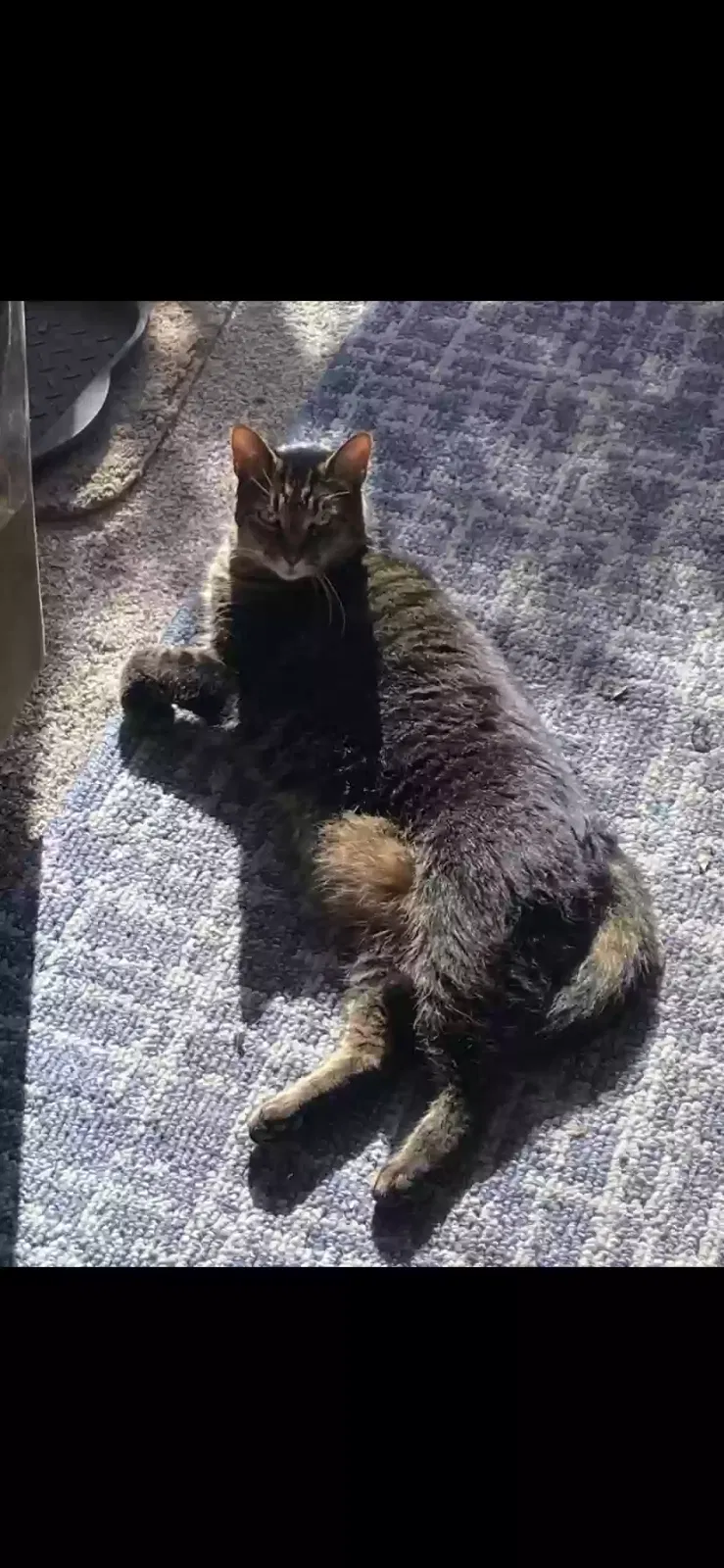 Lost cat in Dayton, OH, 45439