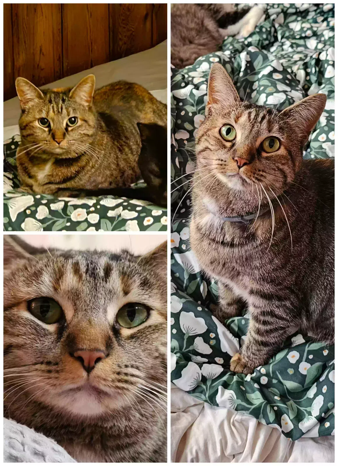 Lost cat in Hyattsville, MD, 20784