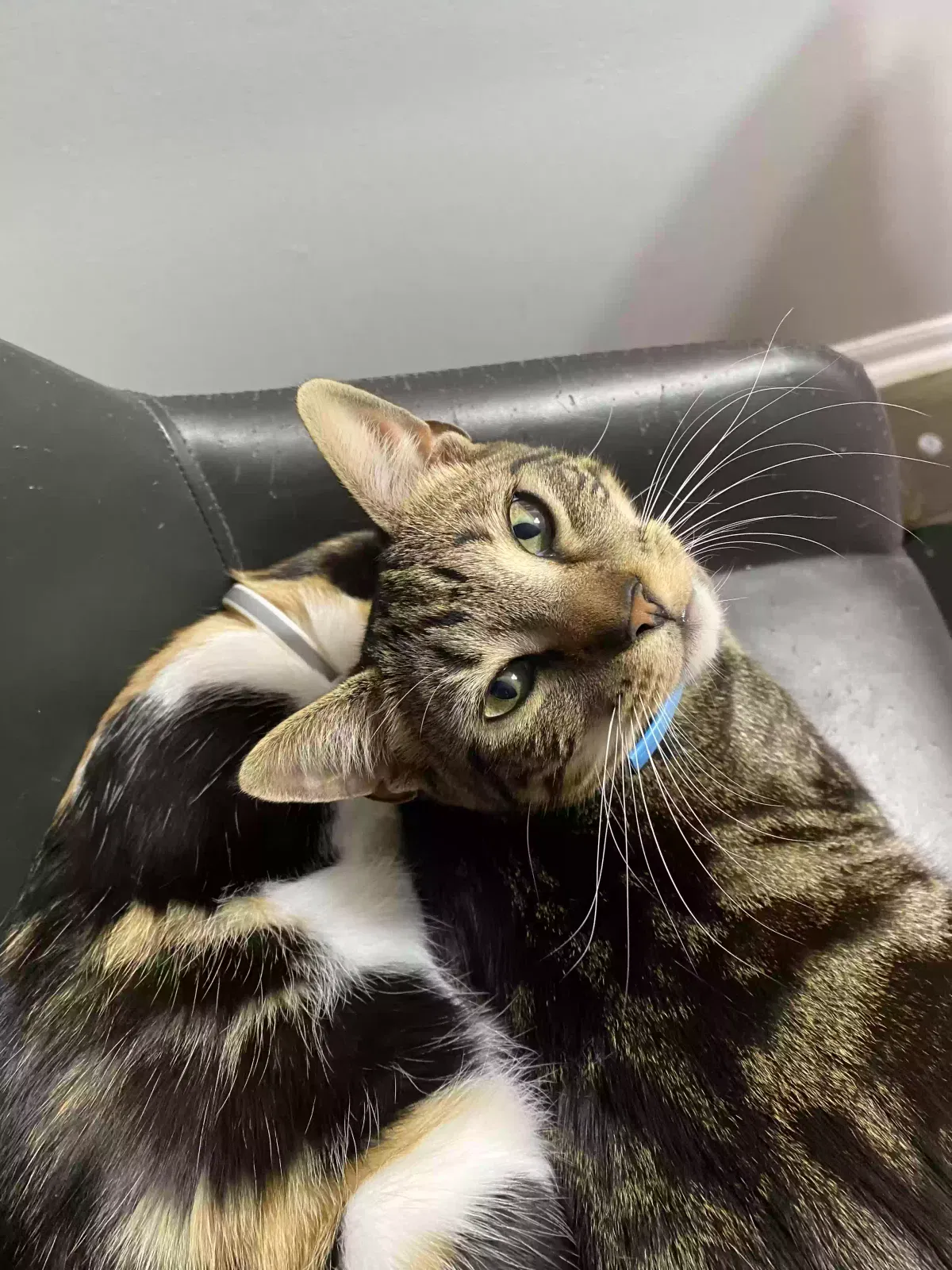 Lost cat in San Antonio, TX, 78212