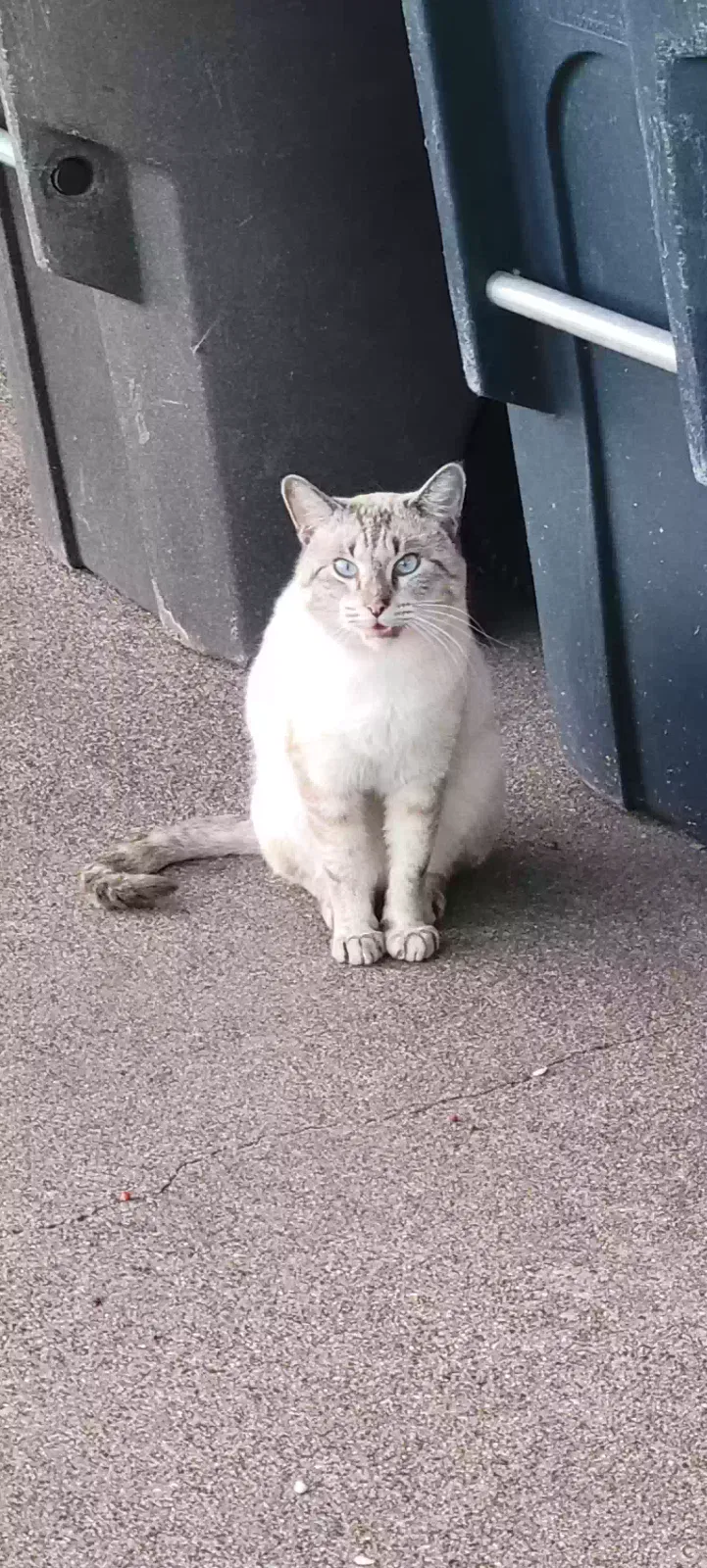 Lost cat in Fort Worth, TX, 76116